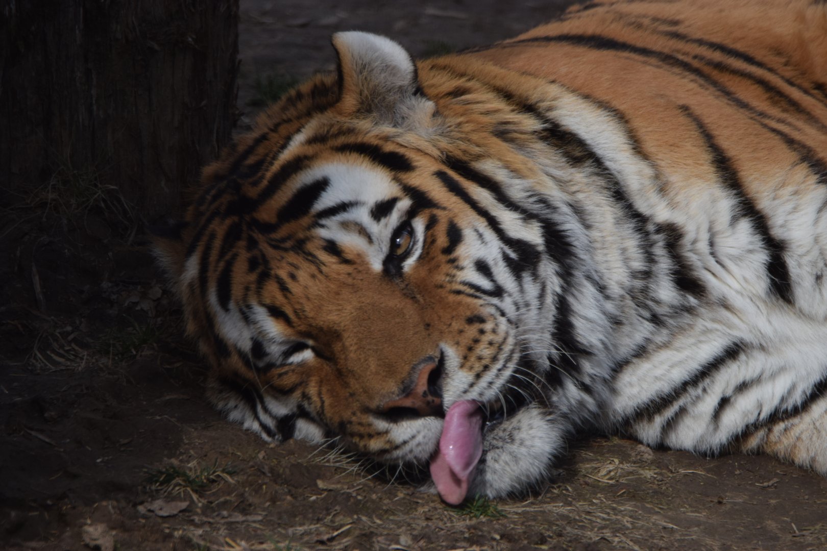 [March 2021] Big Cat Country- Amur tiger (Panthera tigris altaica) sticking tongue out