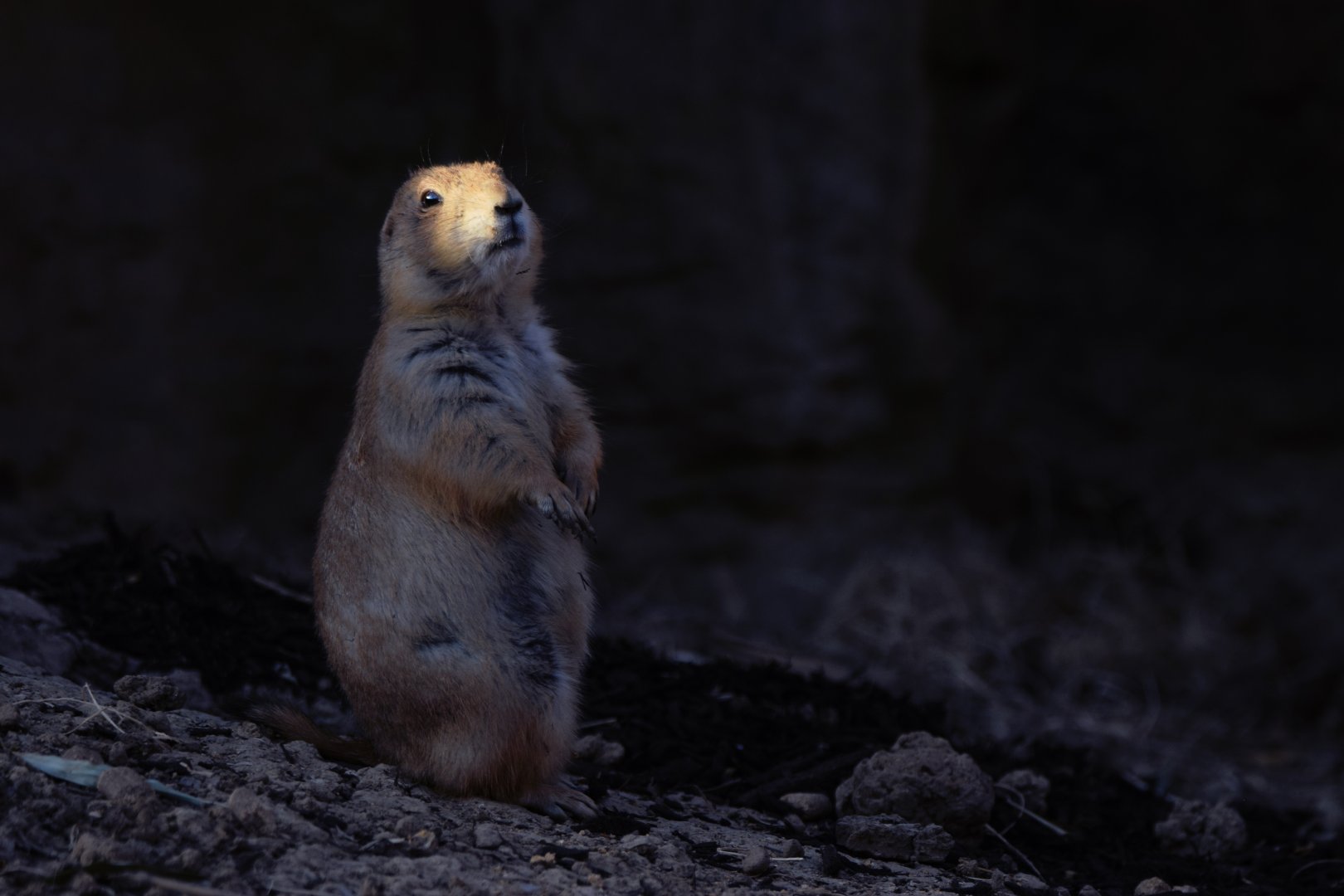 [March 2021] black-tailed prairie dog (Cynomys ludovicianus) sitting up