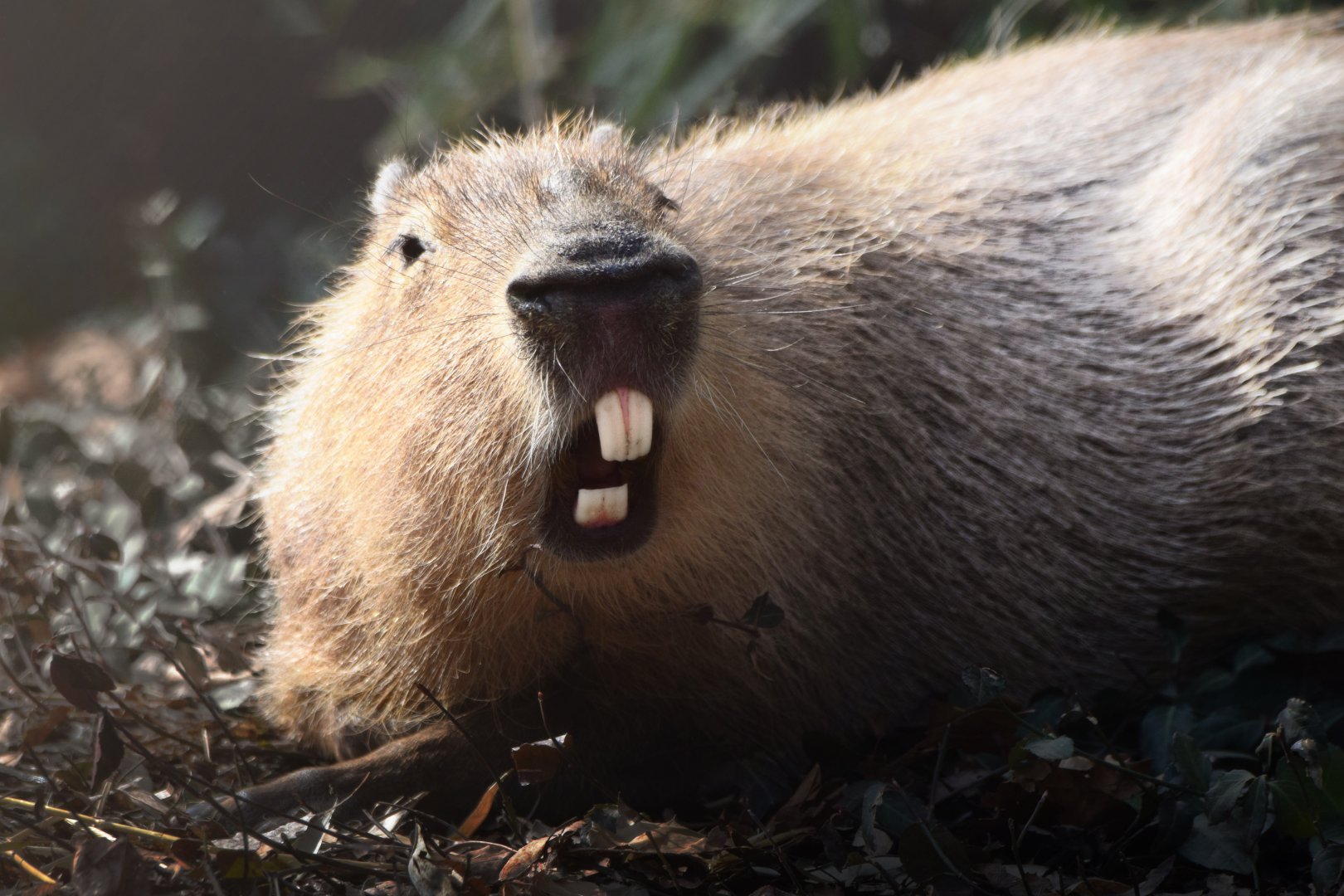 [March 2021] River's Edge- capybara (Hydrochaeris hydrochaeris)