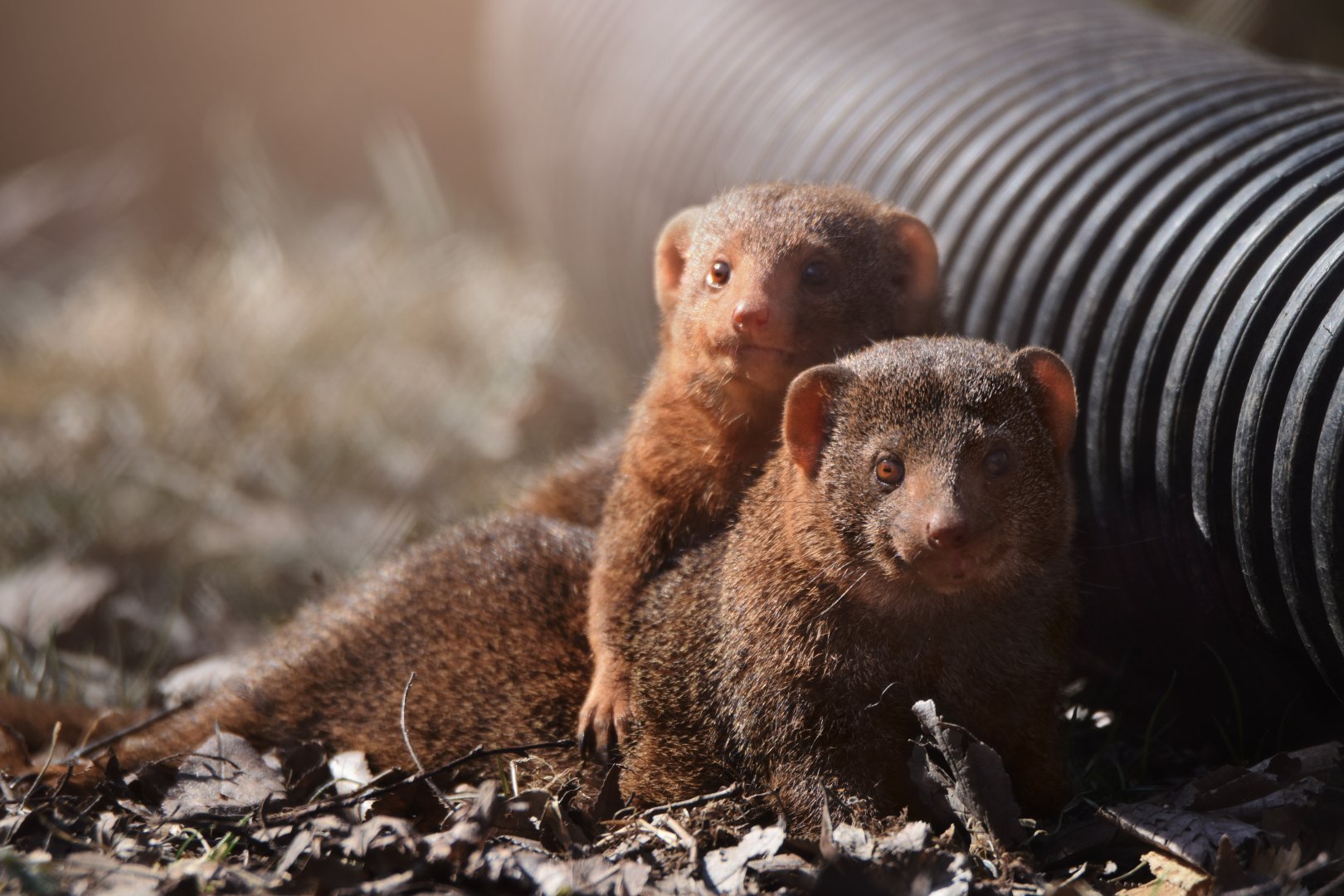 [March 2021] River's Edge- dwarf mongooses (Helogale parvula)