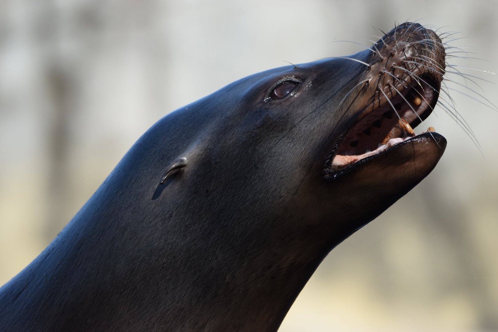 [March 2022] California sea lion (Zalophus californianus) opening mouth