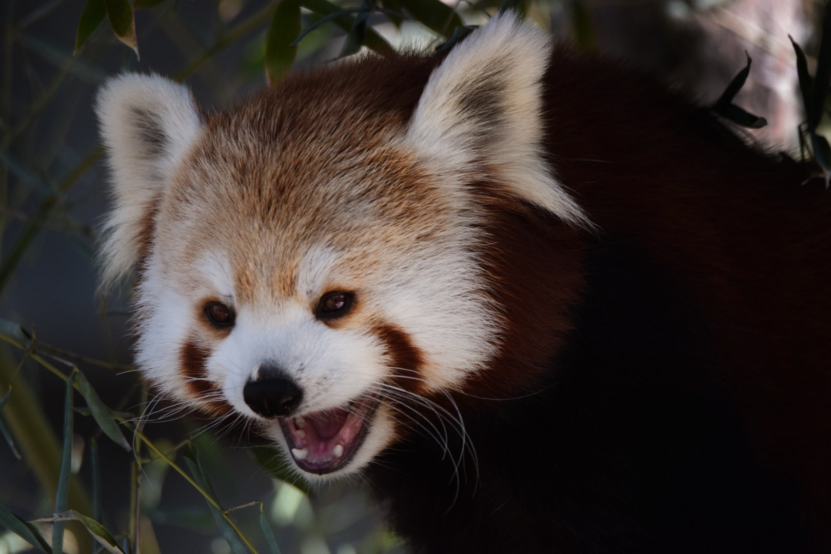 [March 2022] Red panda (Ailurus fulgens) yawning