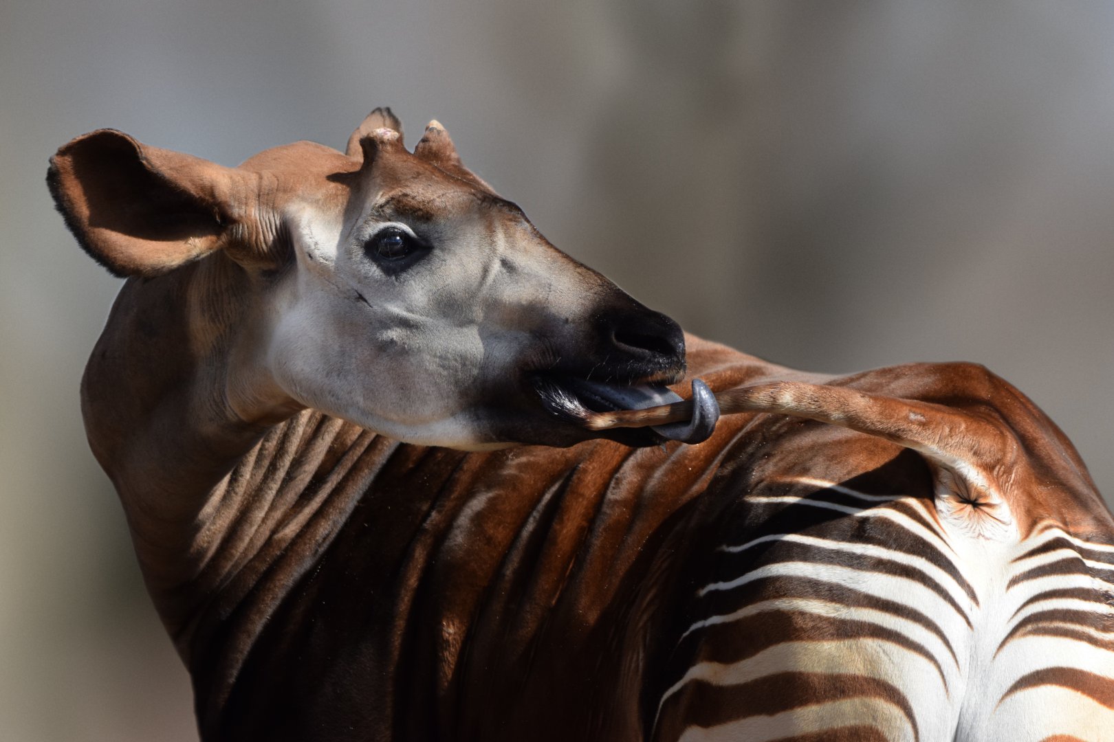 [March 2022] Red Rocks- Okapi (Okapia johnstoni) licking tail