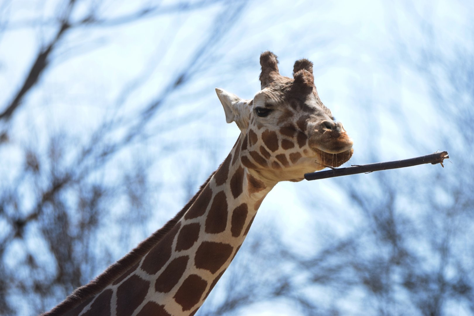 [March 2022] Red Rocks- reticulated giraffe (Giraffa camelopardalis reticulata) playing with stick
