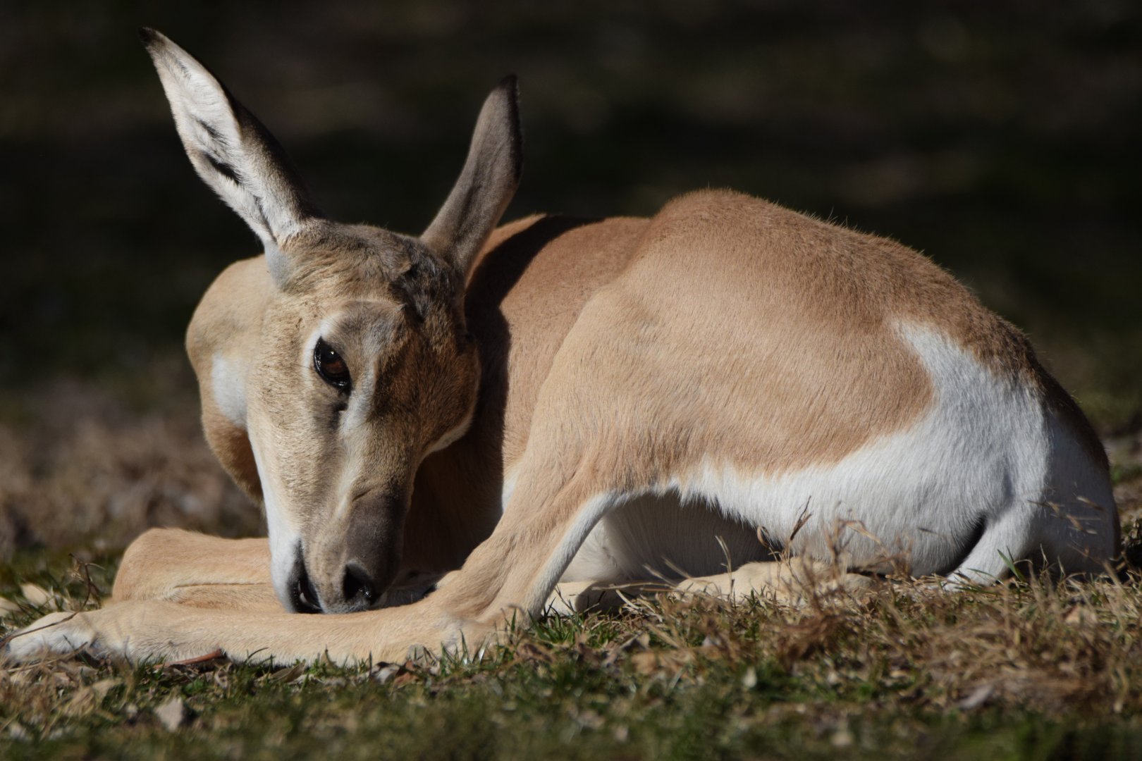 [March 2022] Red Rocks- Soemmering's gazelle (Nanger soemmerringii) calf grooming