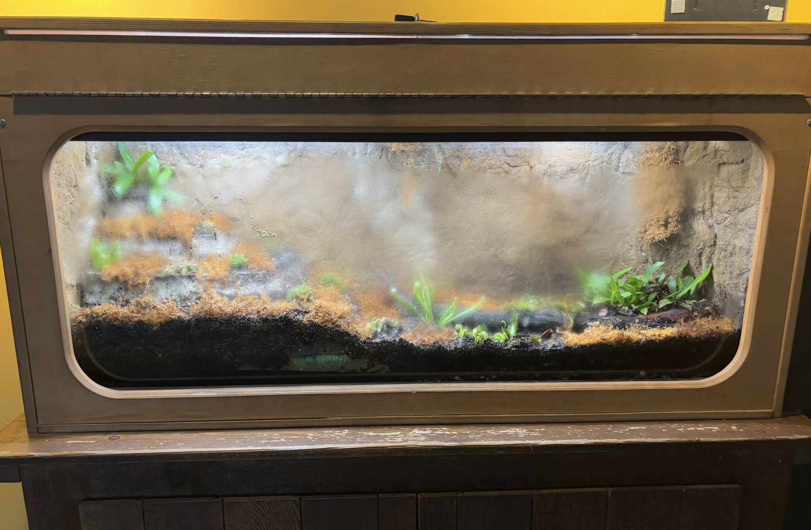 March 2025: Australia House - Carnivorous Plant Exhibit