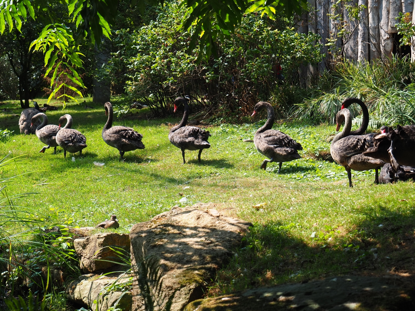 March of the black swans (Cygnus atratus), Aug 28th, 2018