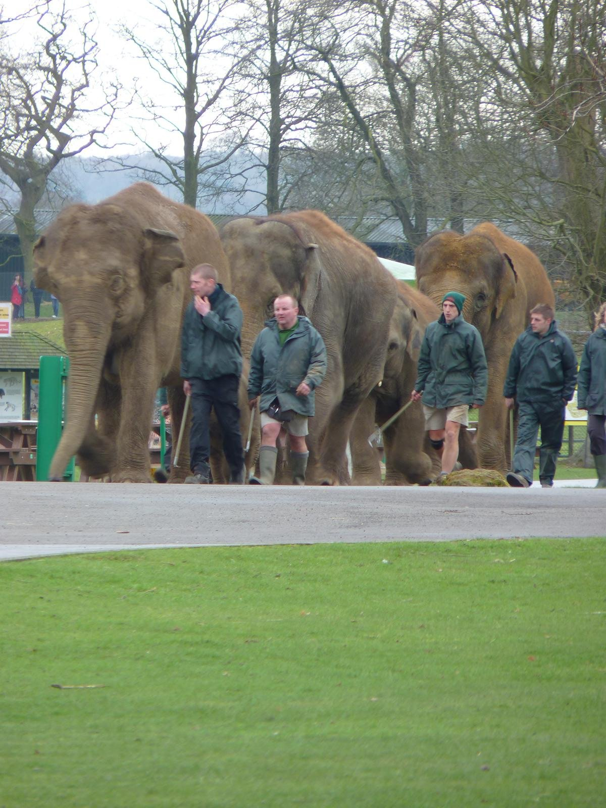 March of the Elephants