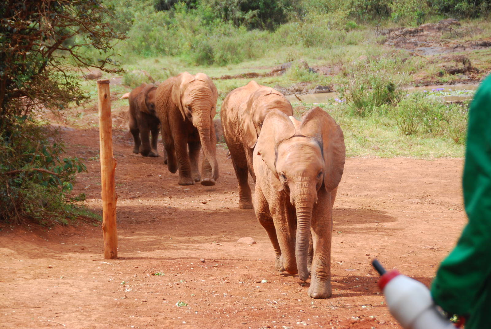 March of the Orphans - David Sheldrick Elephant Orphanage