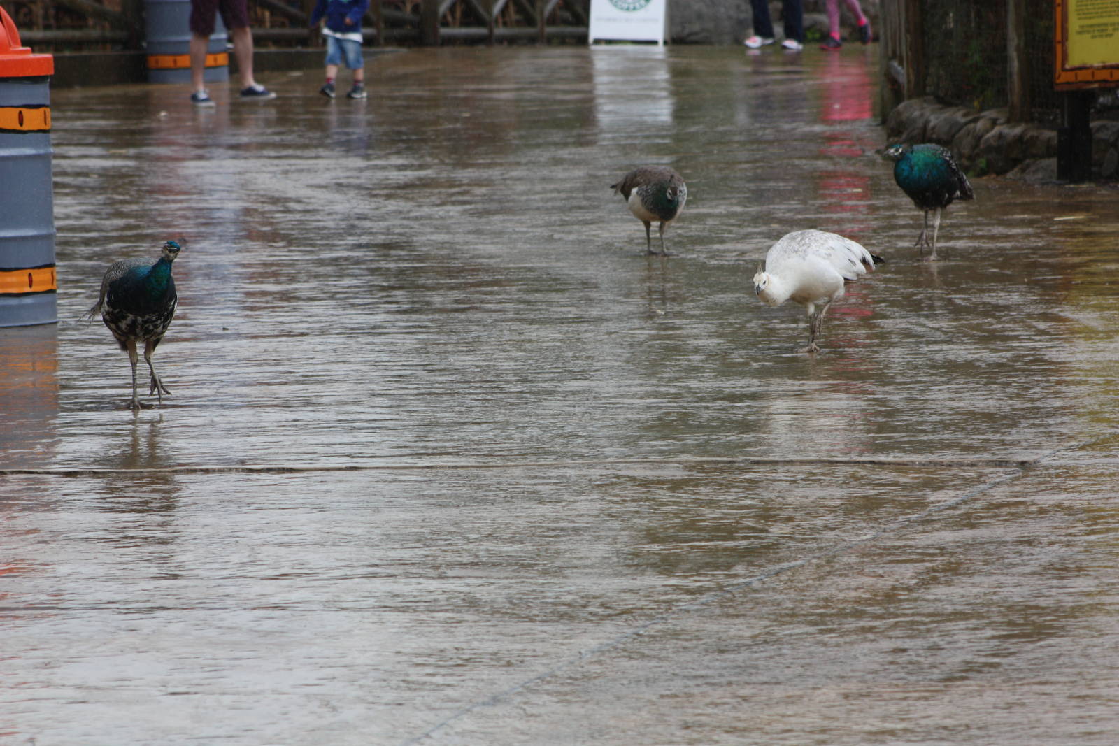 March of the Peafowl, 7th July 2014