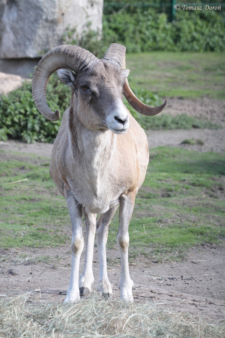 Marco Polo Argali / Marco Polo Sheep (Ovis ammon polii)