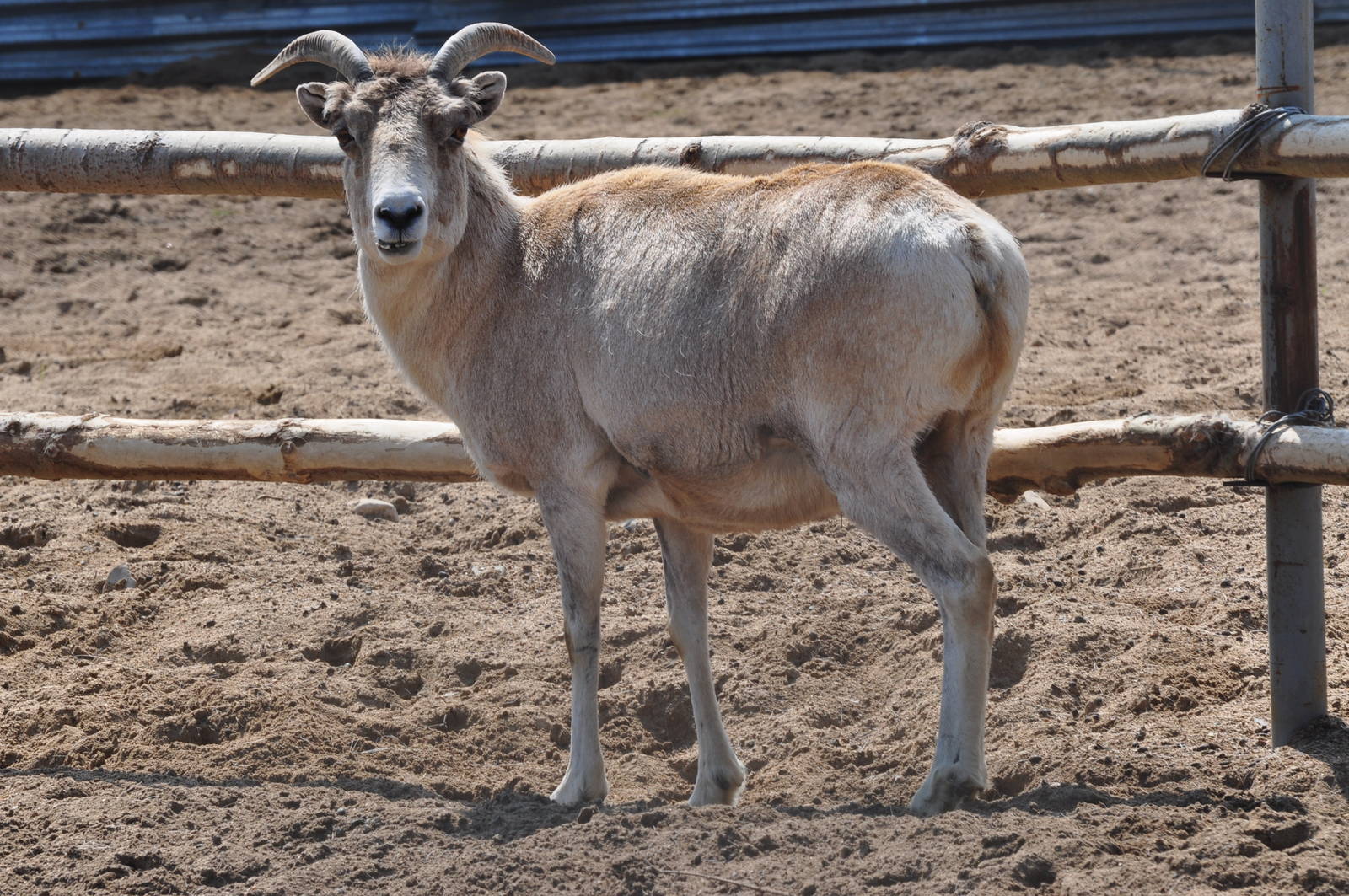 Marco Polo argali/ Ovis ammon polii