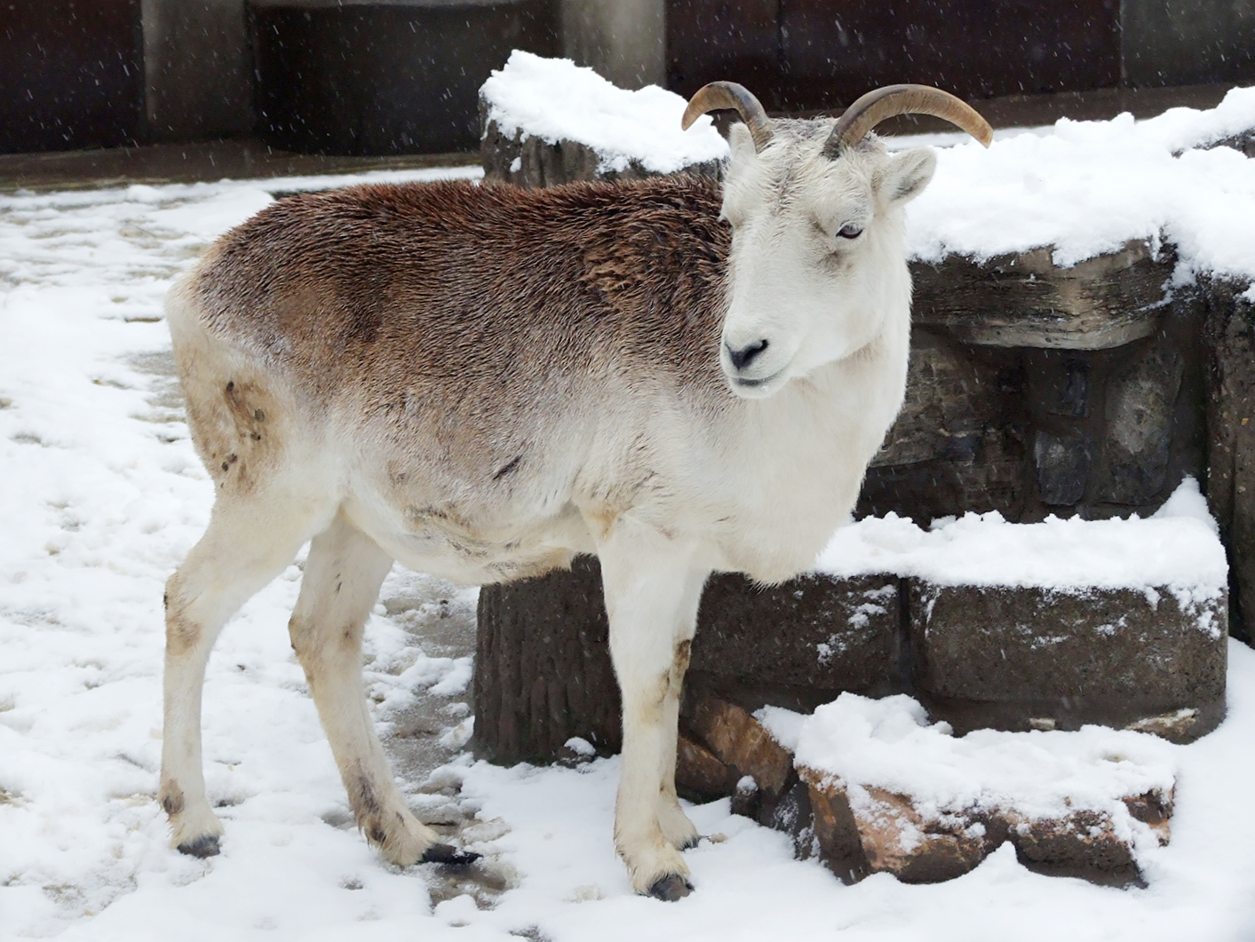 Marco Polo argali (Ovis ammon polii)