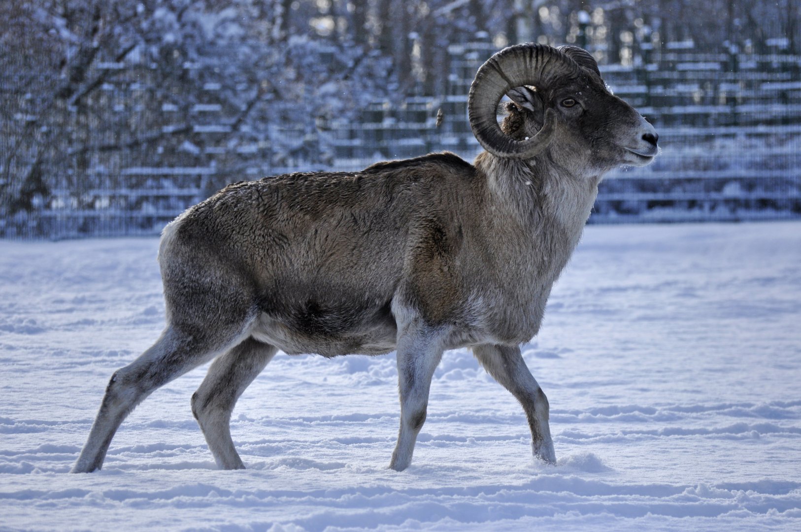 Marco Polo argali (Ovis ammon polii)
