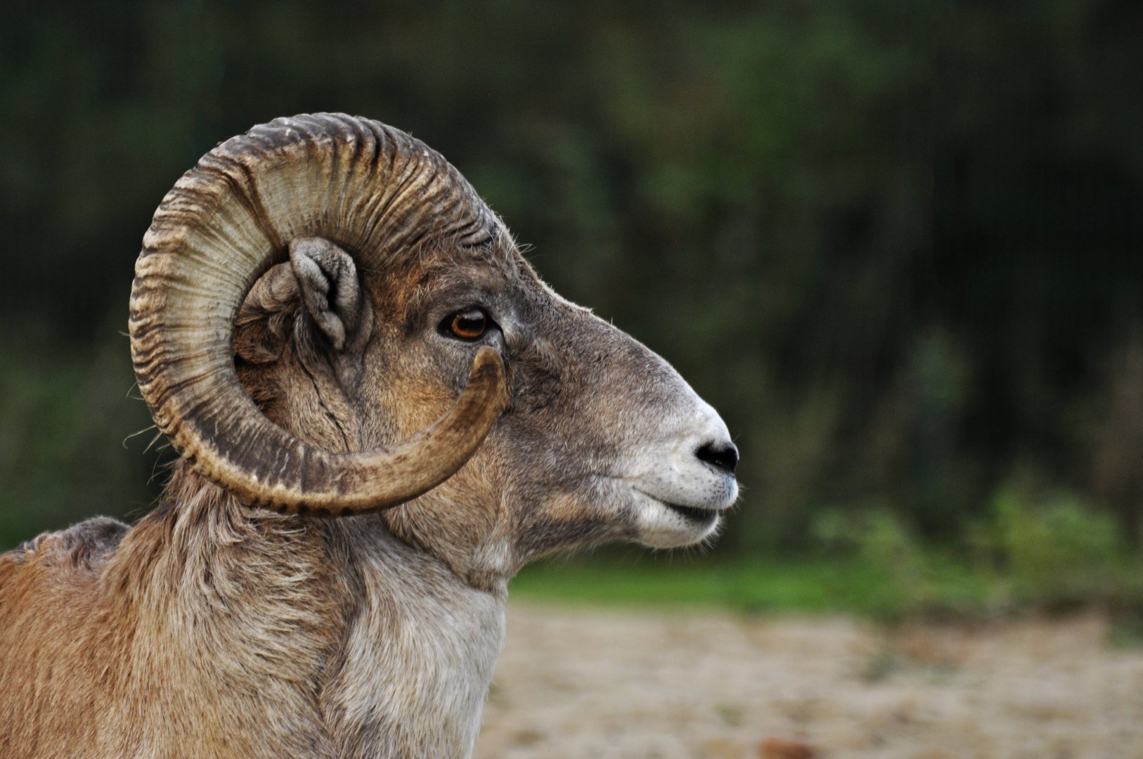 Marco Polo argali (Ovis ammon polii)