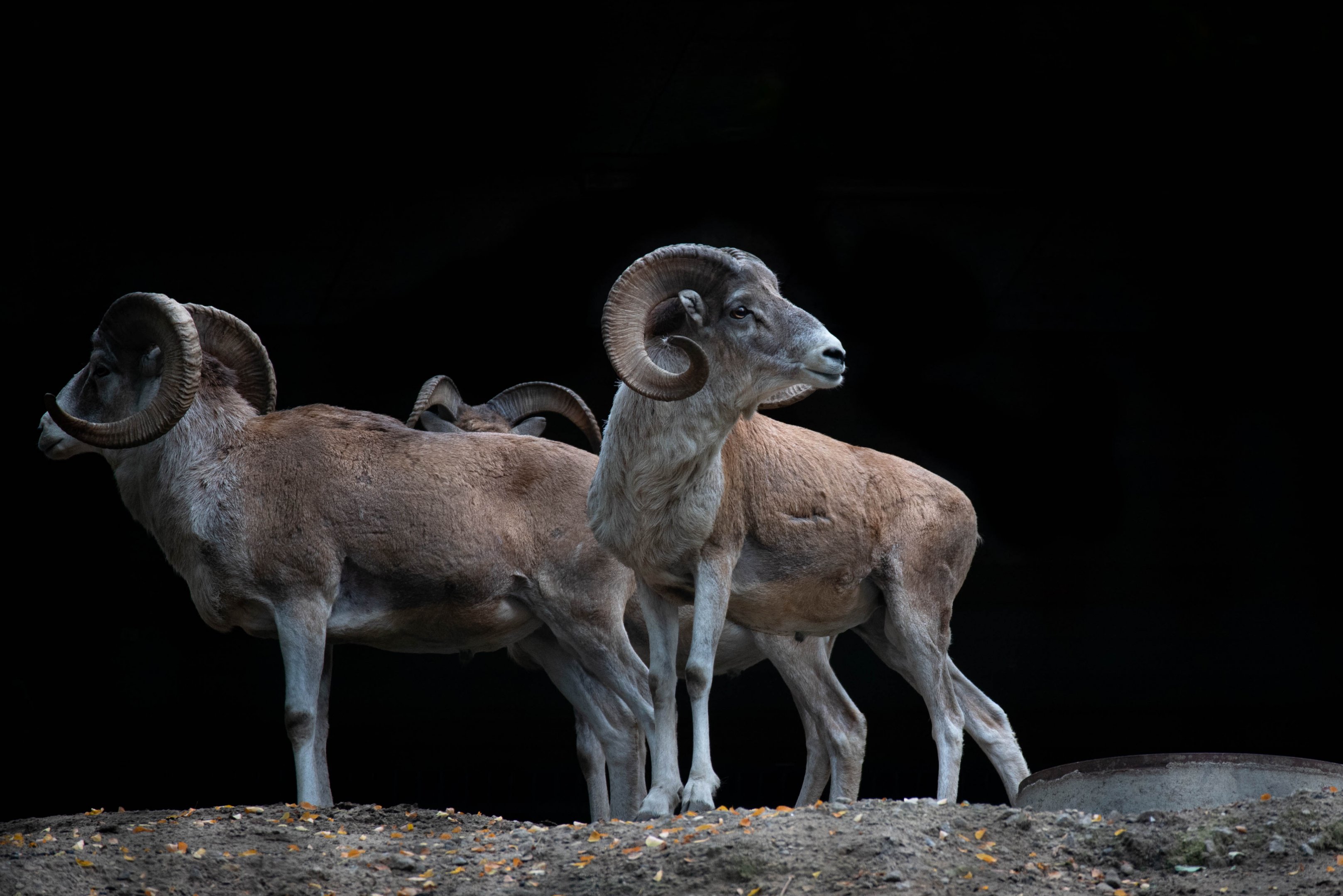 Marco Polo argali - Ovis ammon polii