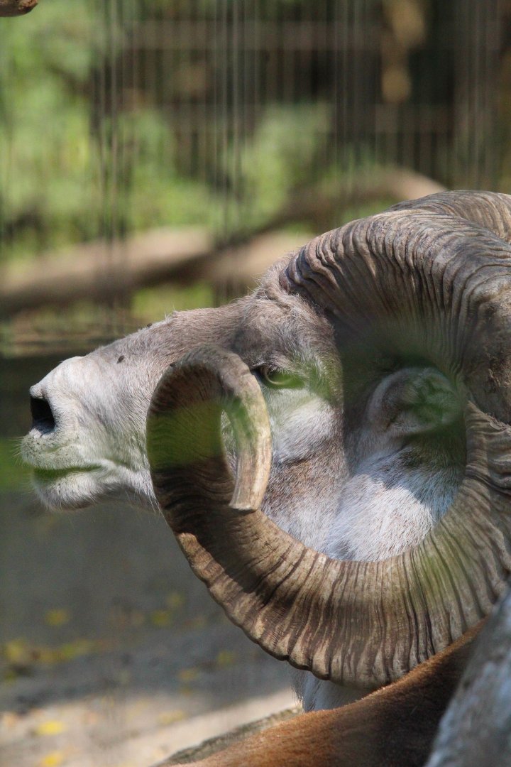 Marco Polo Argali (Sheep)- 4th September 2024