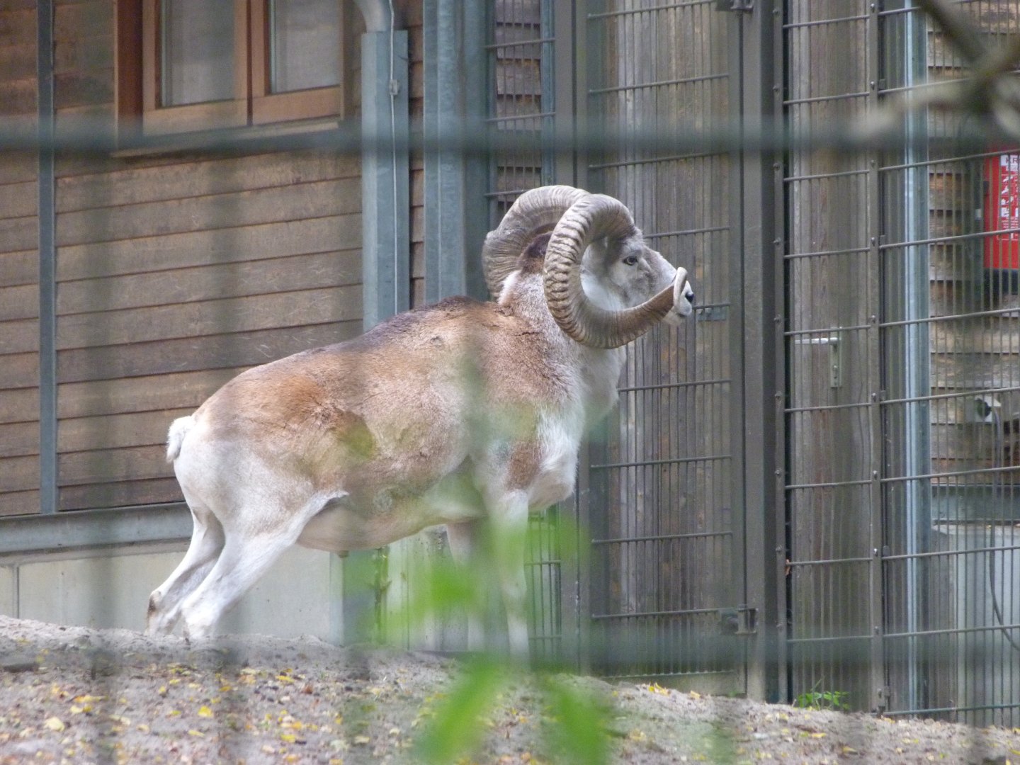 Marco Polo argali -Tierpark Berlin (2024)