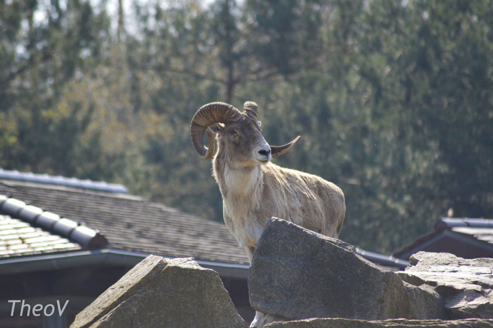 Marco Polo sheep [2018]