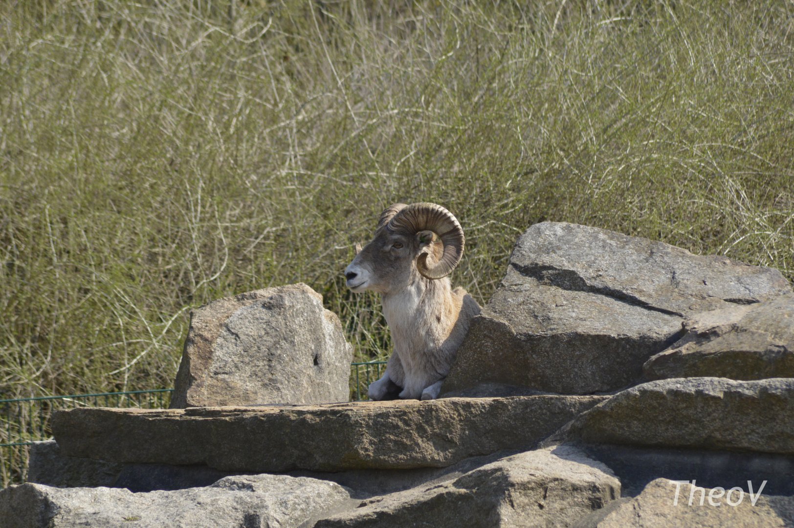 Marco Polo sheep [2018]