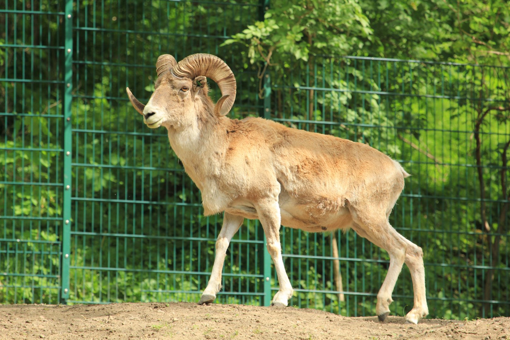 Marco Polo sheep (April 2018)