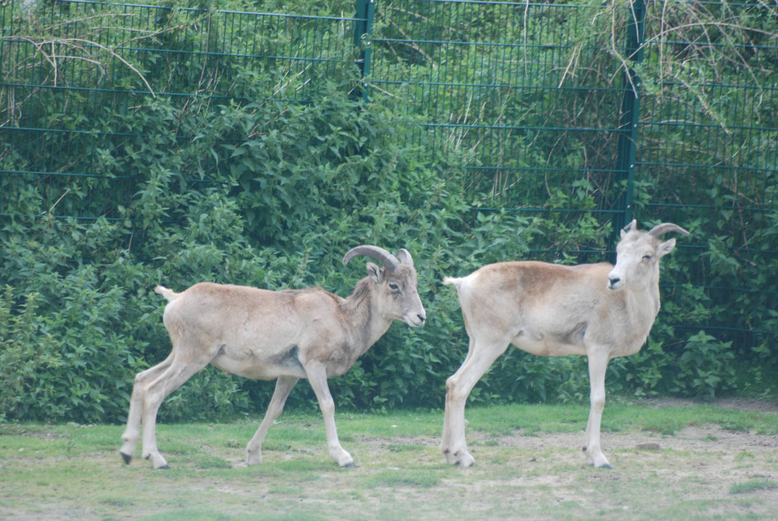 Marco Polo Sheep at Tierpark Berlin, 01/09/11