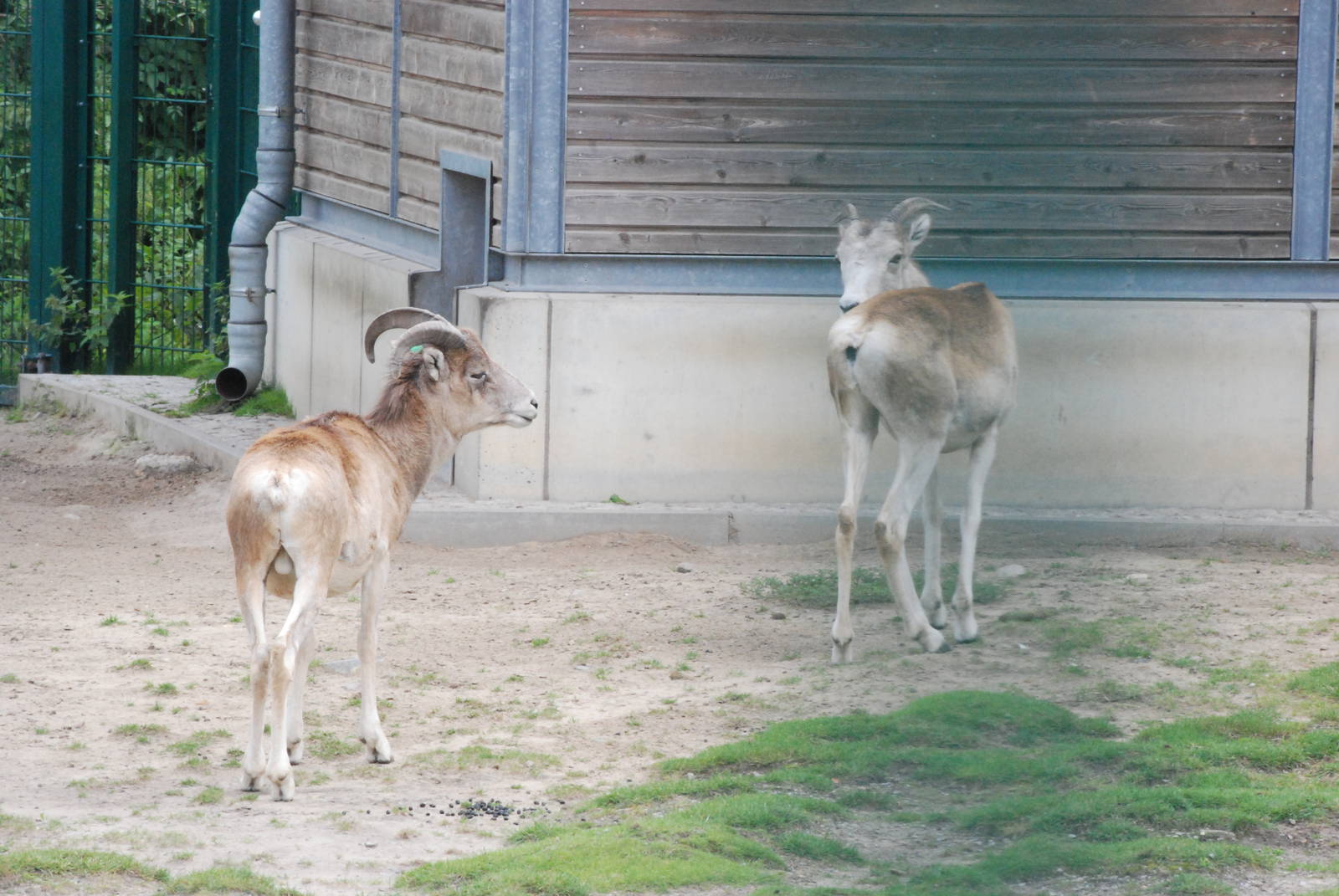 Marco Polo Sheep at Tierpark Berlin, 30/08/11