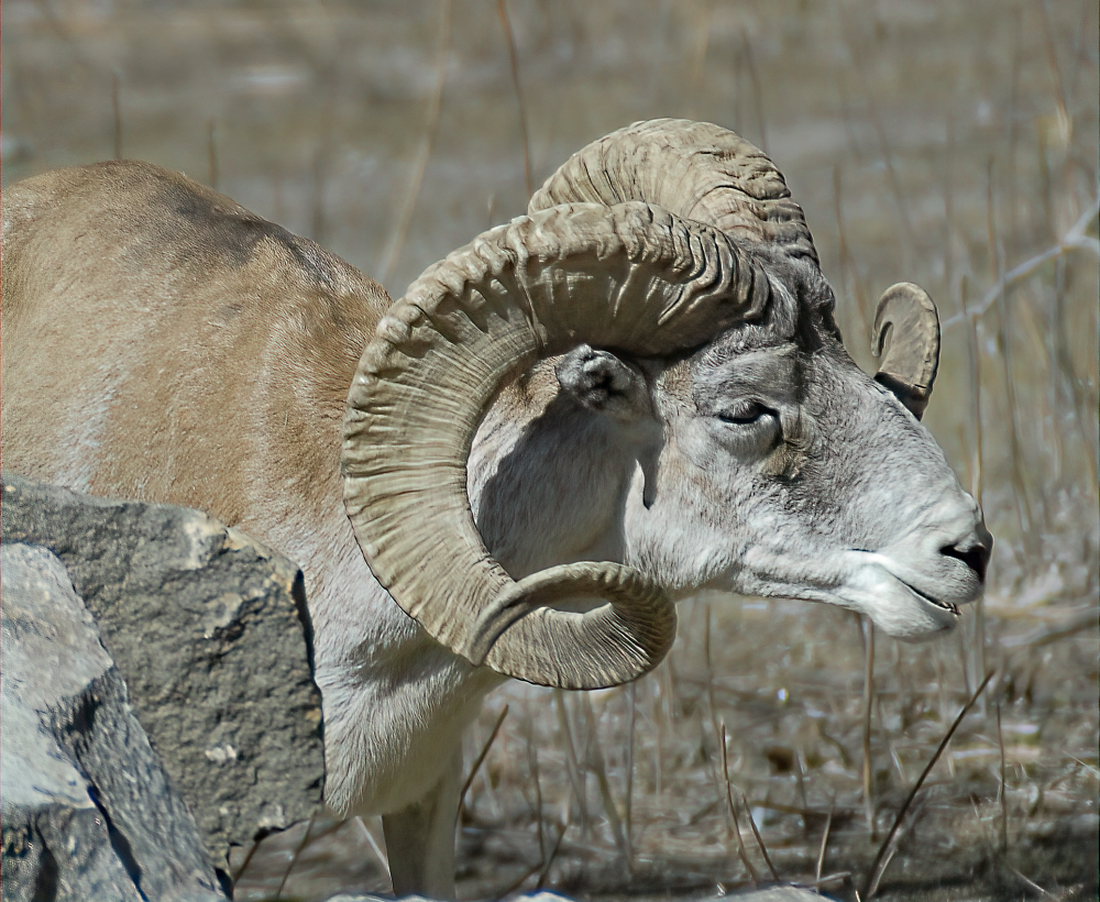 Marco Polo Sheep - Berlin Tierpark 2022