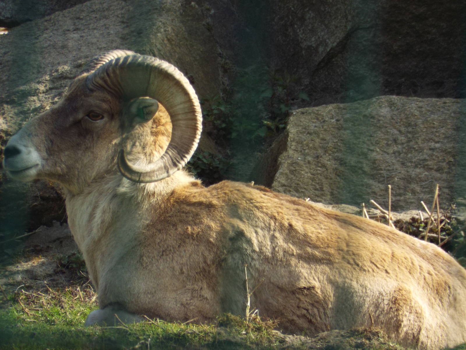 Marco Polo Sheep (Ovis ammon polii) at Tierpark Berlin - 3 April 2014
