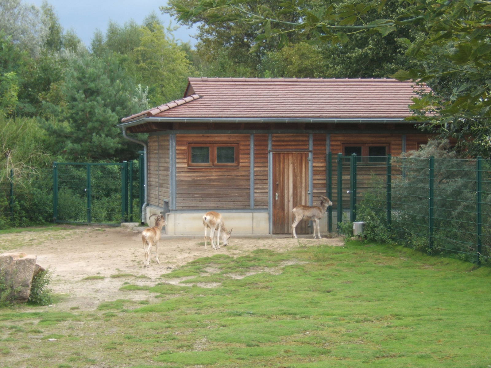 Marco Polo Sheep (Ovis ammon polii)