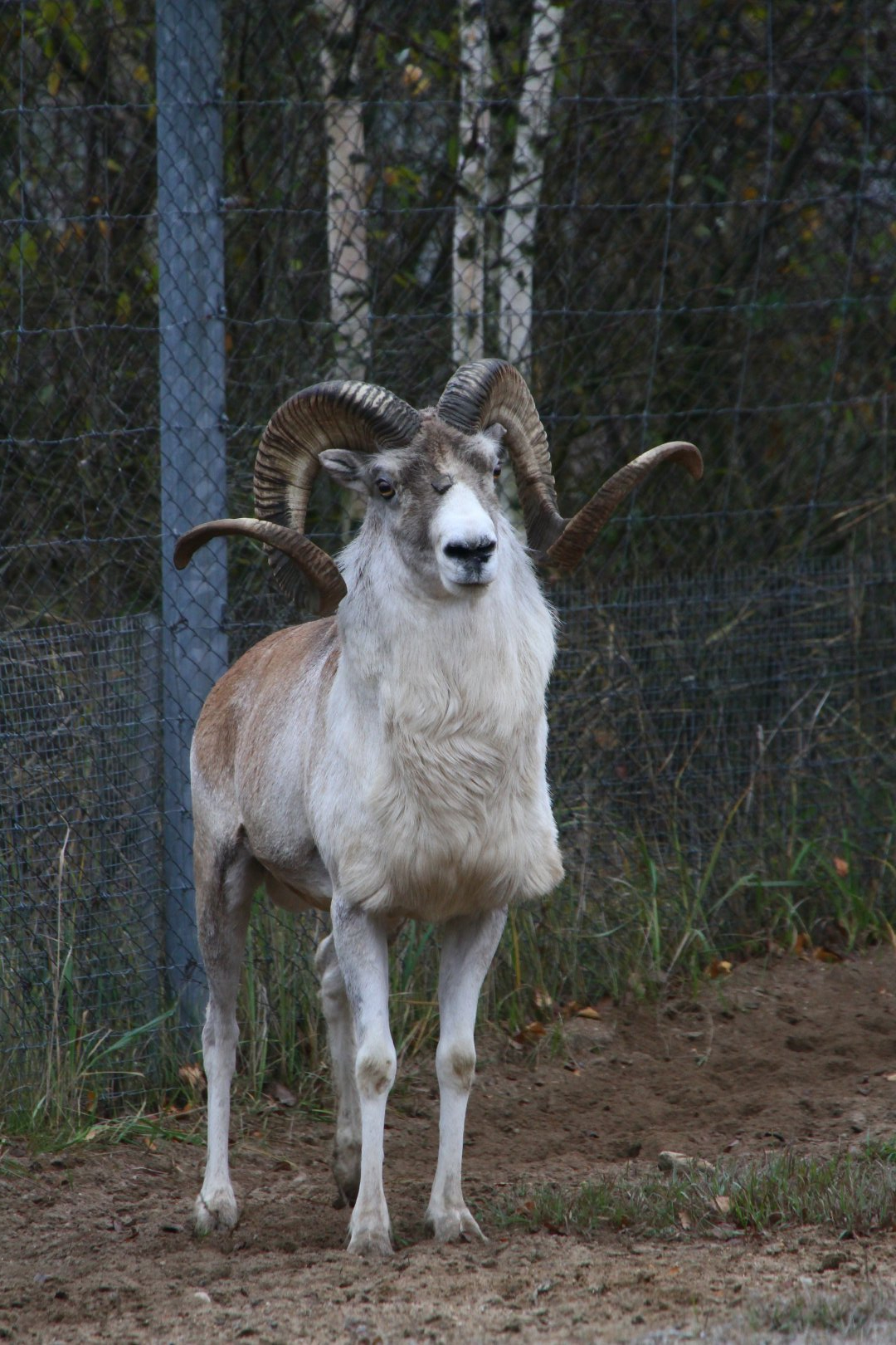 Marco Polo sheep (Ovis ammon polii)