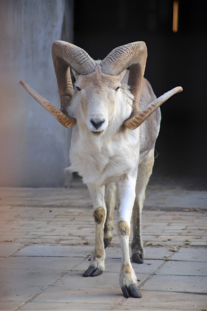 Marco Polo Sheep (Ovis ammon polii)