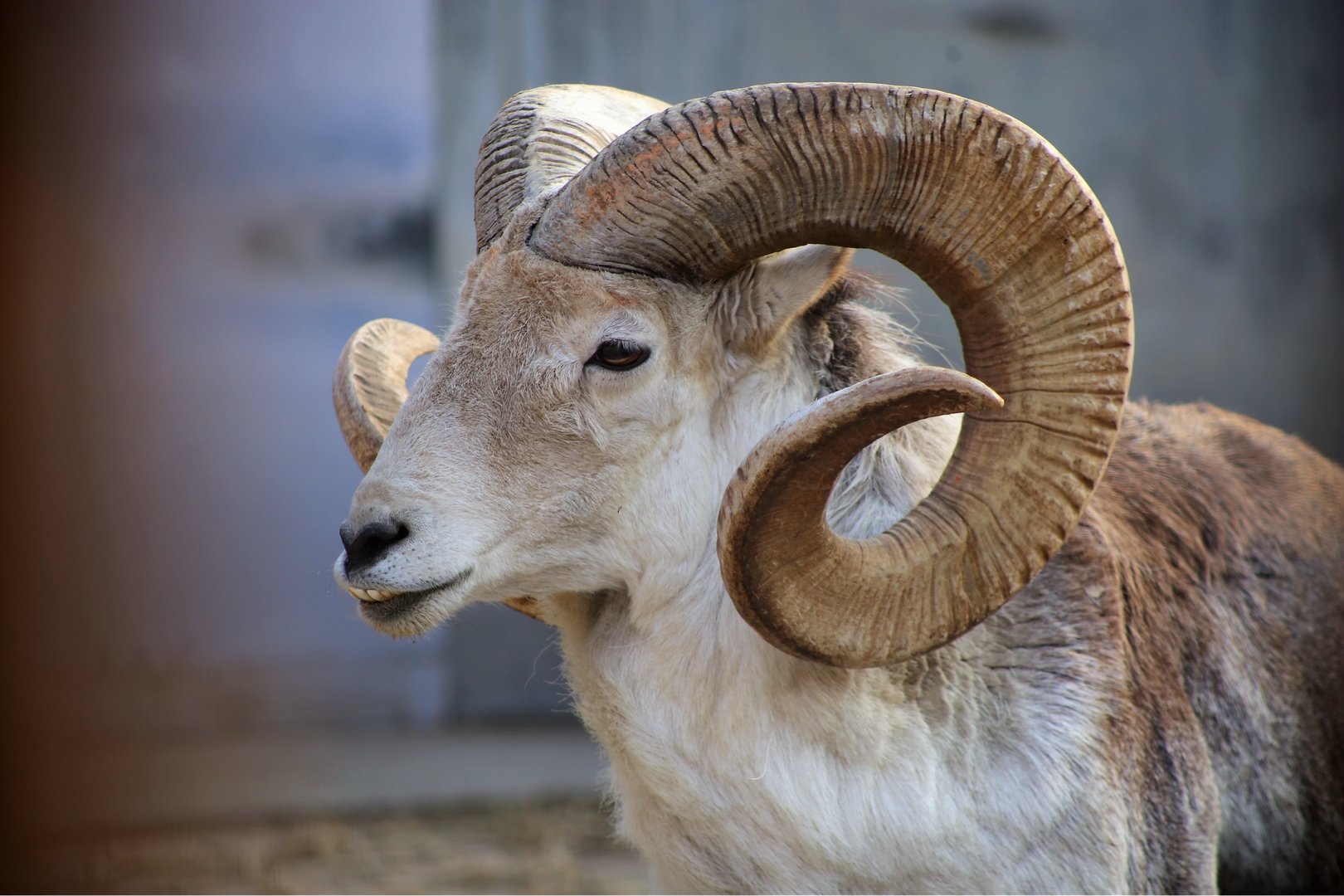 Marco Polo Sheep (Ovis ammon polii)