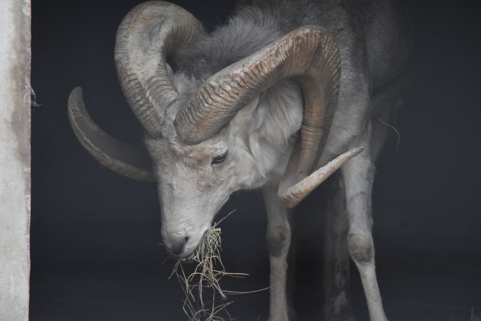 Marco Polo sheep (Ovis ammon polii)