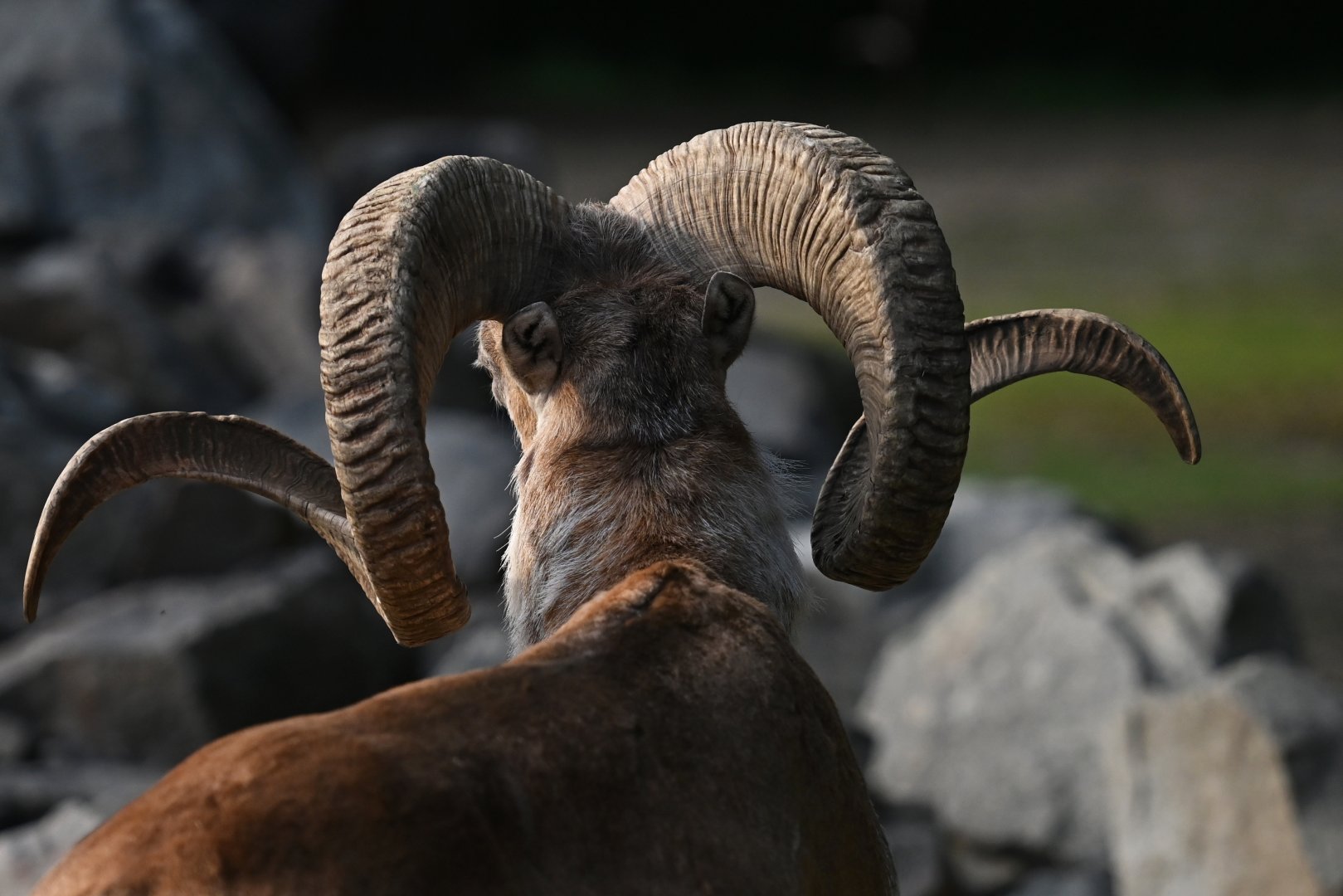 Marco Polo sheep (Ovis ammon polii)
