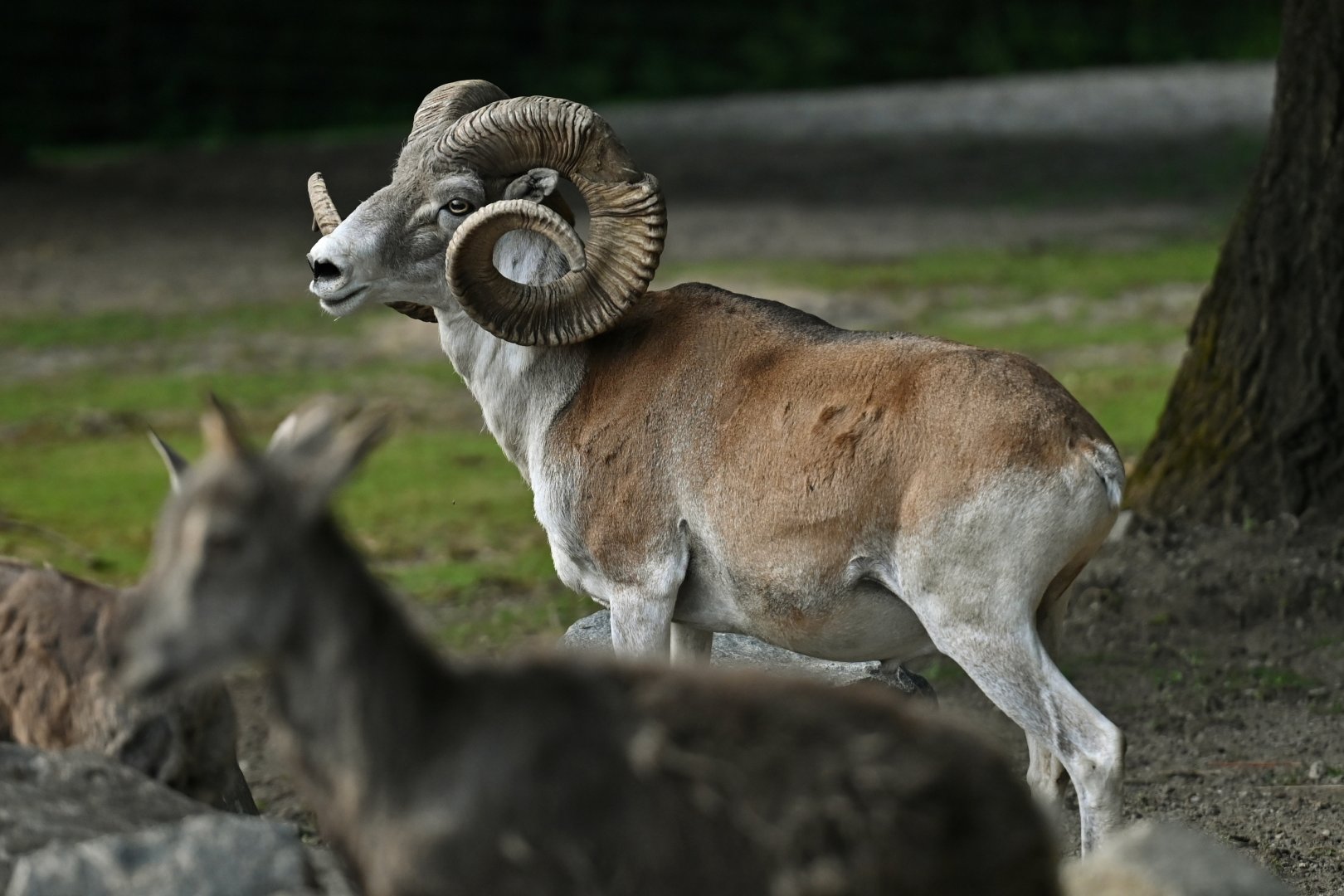 Marco Polo sheep (Ovis ammon polii)