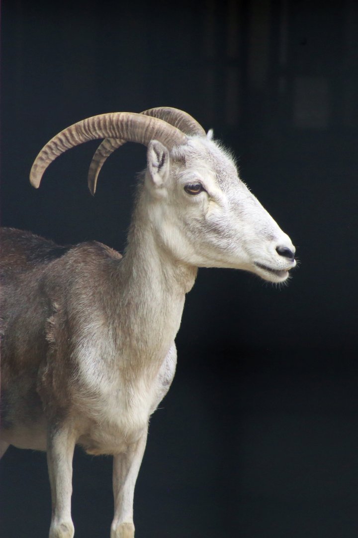 Marco Polo Sheep (Ovis ammon polii)