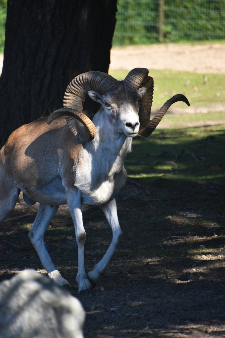 Marco Polo sheep, Ovis ammon
