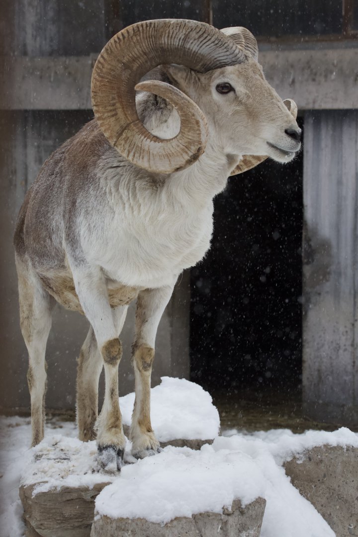 Marco Polo sheep/ Ovis polii