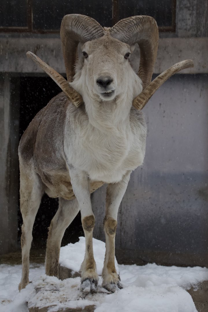 Marco Polo sheep/ Ovis polii