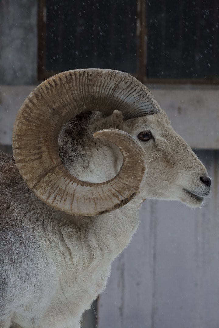 Marco Polo sheep/ Ovis polii