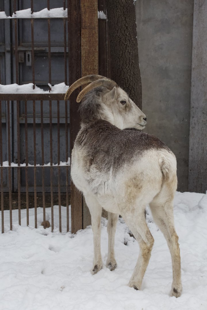 Marco Polo sheep/ Ovis polii