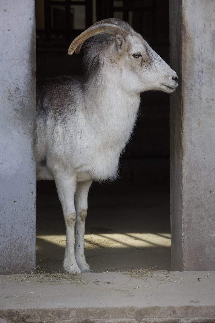 Marco Polo sheep/ Ovis polii