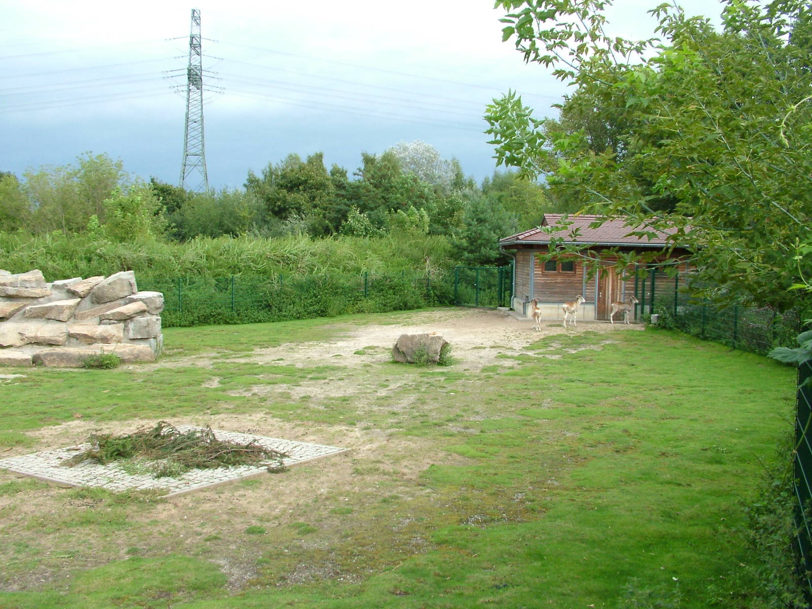 Marco Polo Sheep Paddock at Tierpark Berlin, 30/08/11