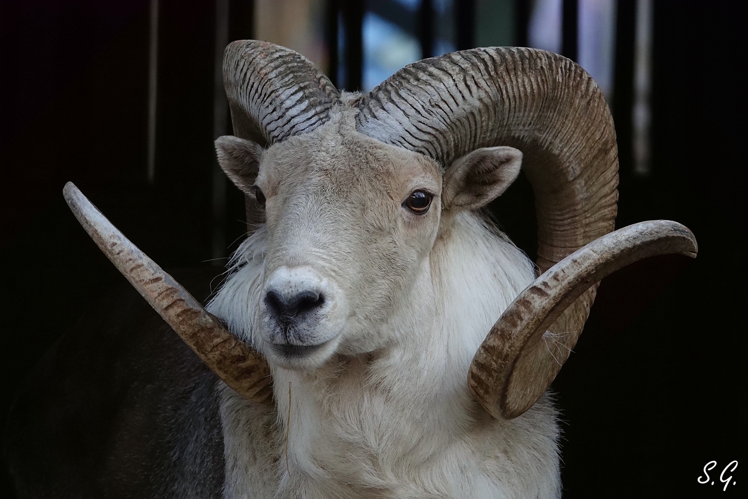 Marco Polo sheep portrait