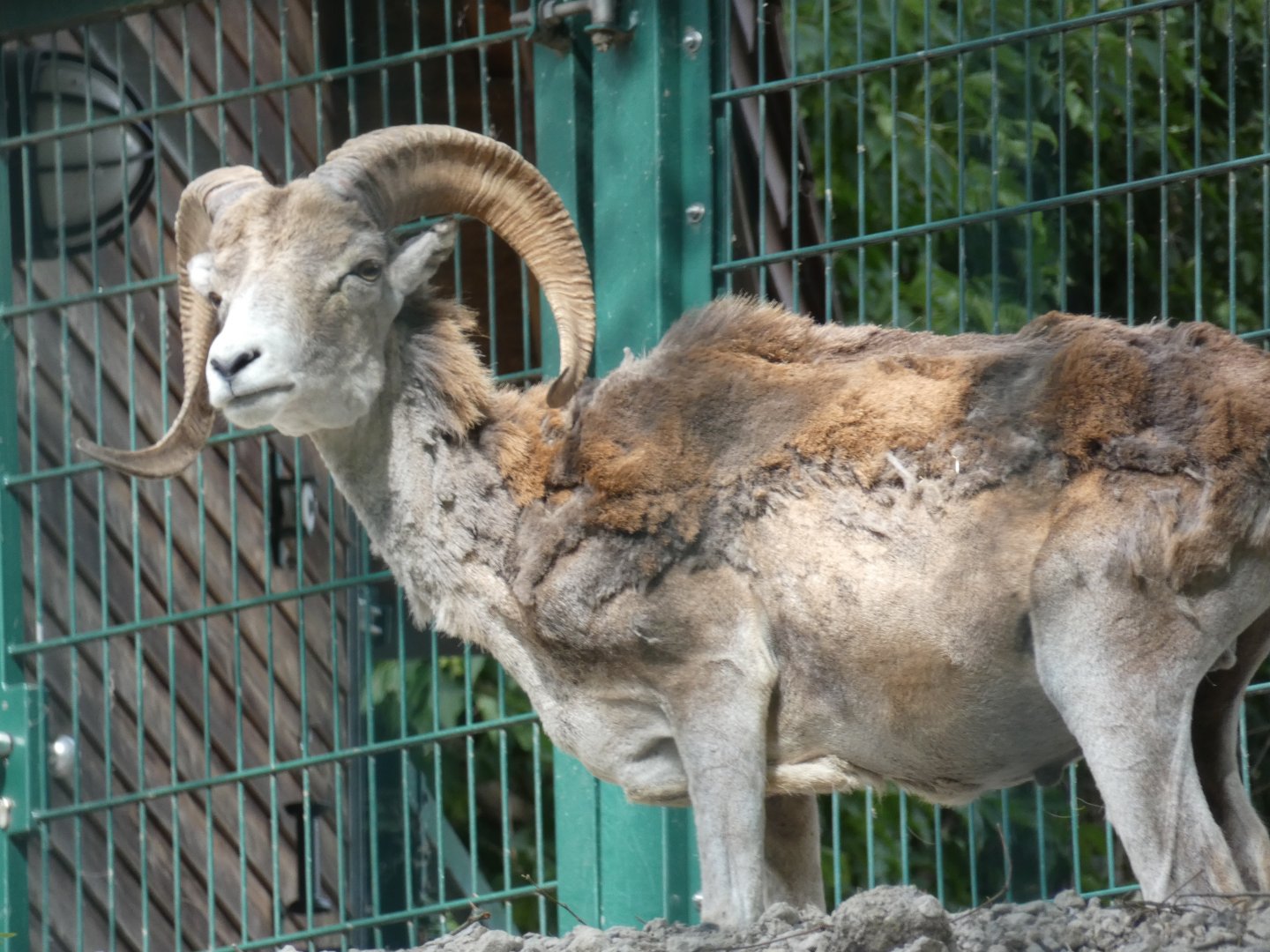 Marco Polo Sheep
