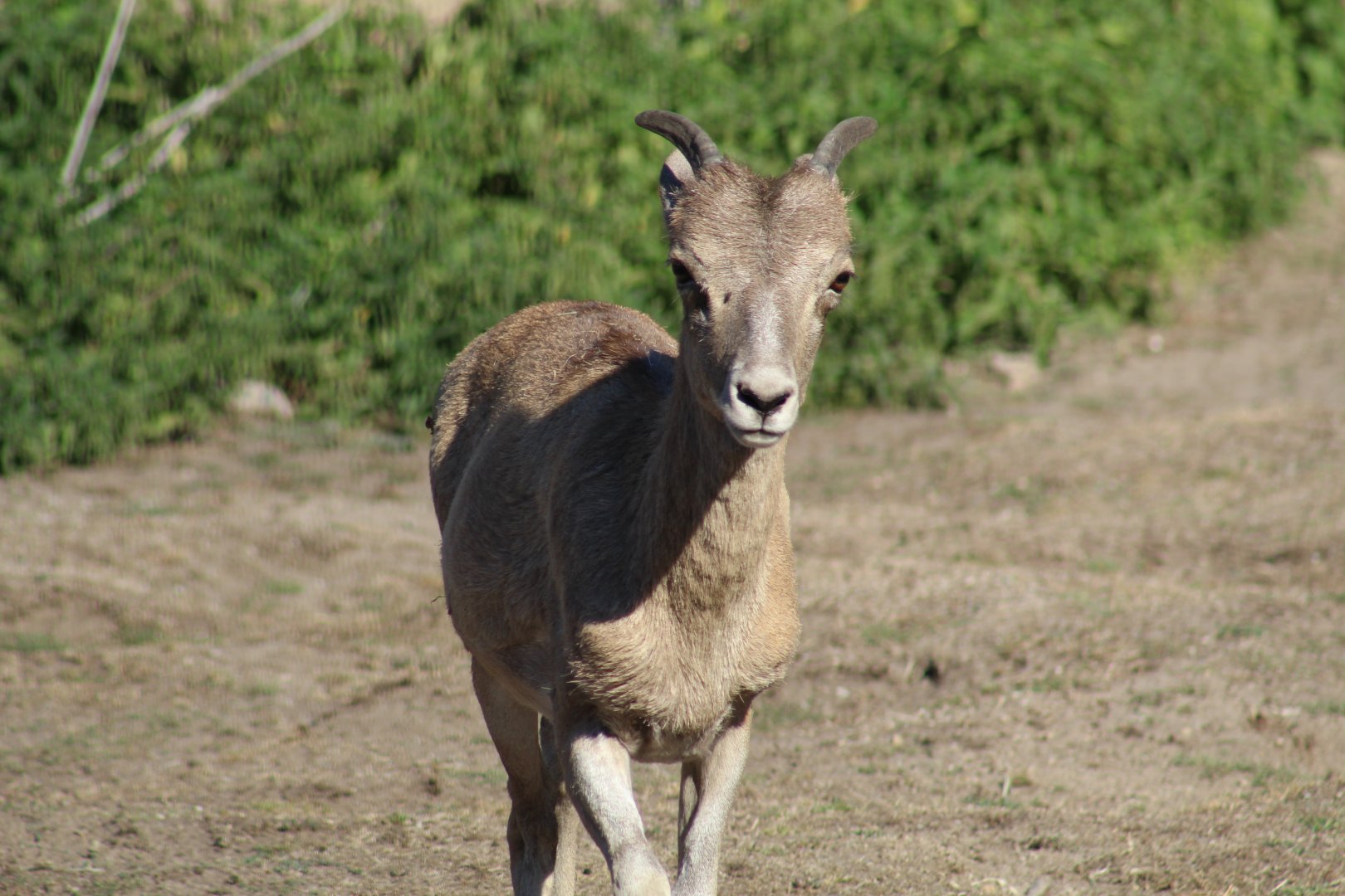 Marco Polo Sheep