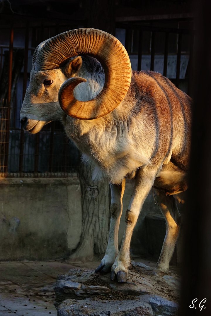 Marco Polo sheep