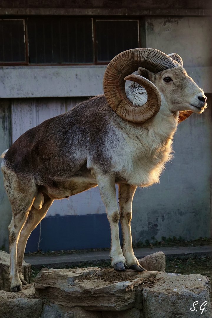 Marco Polo sheep