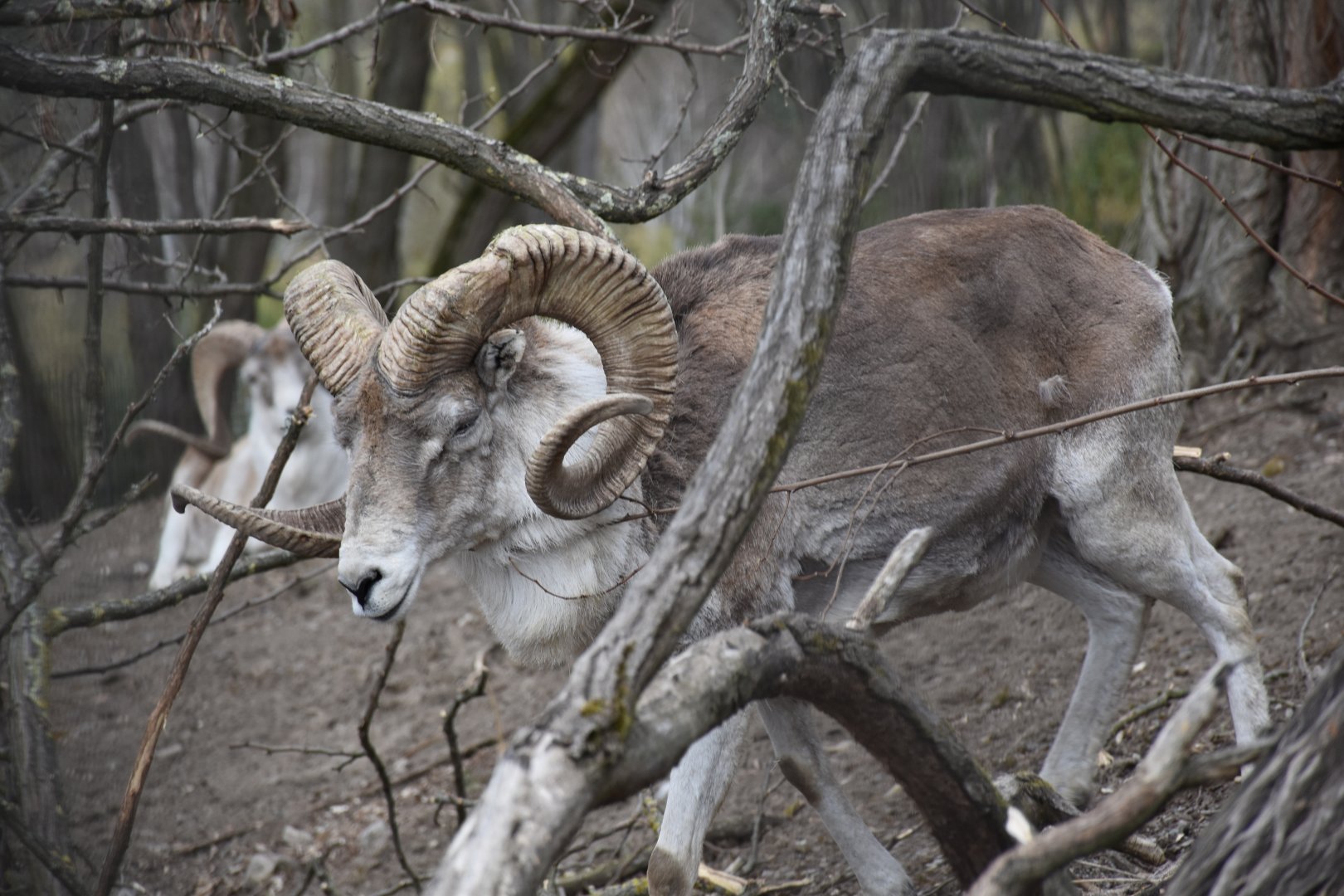 Marco Polo sheep